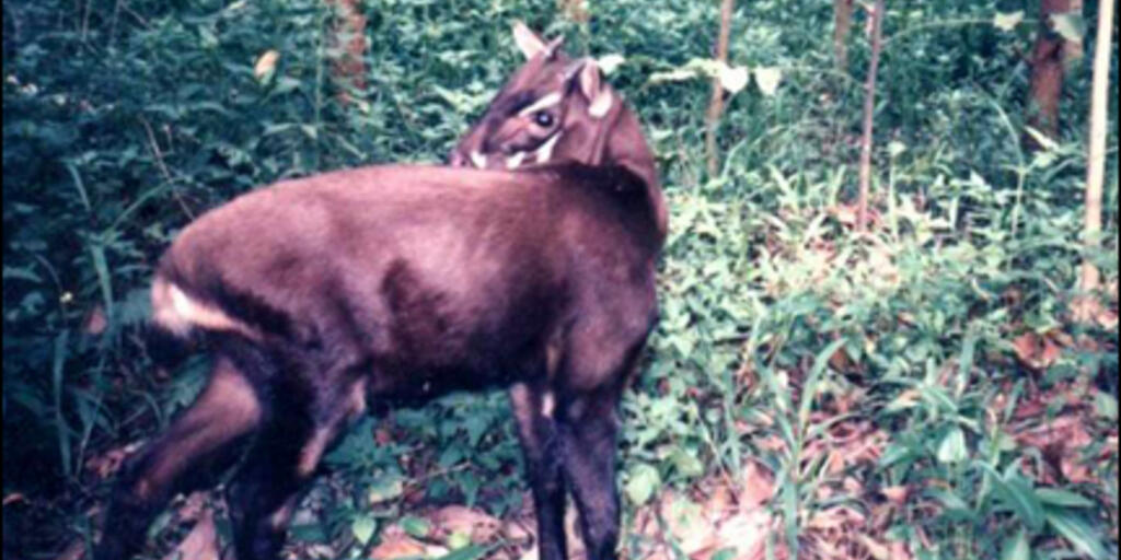 The Saola Amnh