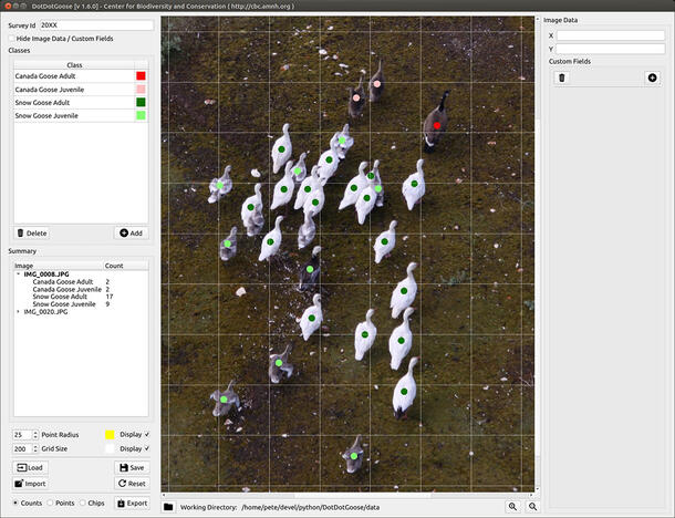 Screenshot of counting interface with calculations on the left side and an image of a flock of geese on the right.