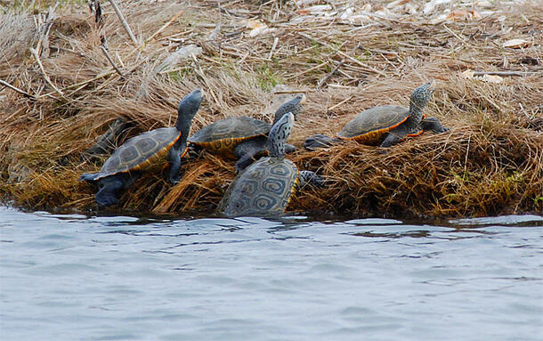 A cluster of four diamondback terrapins on the bank of a body of water. 