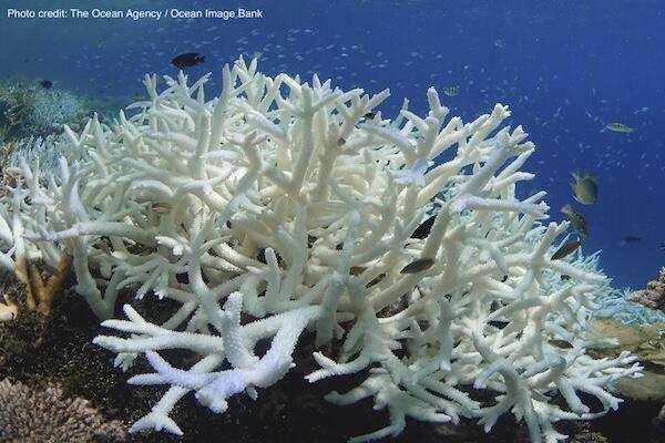 Bleached white coral in a sea of blue