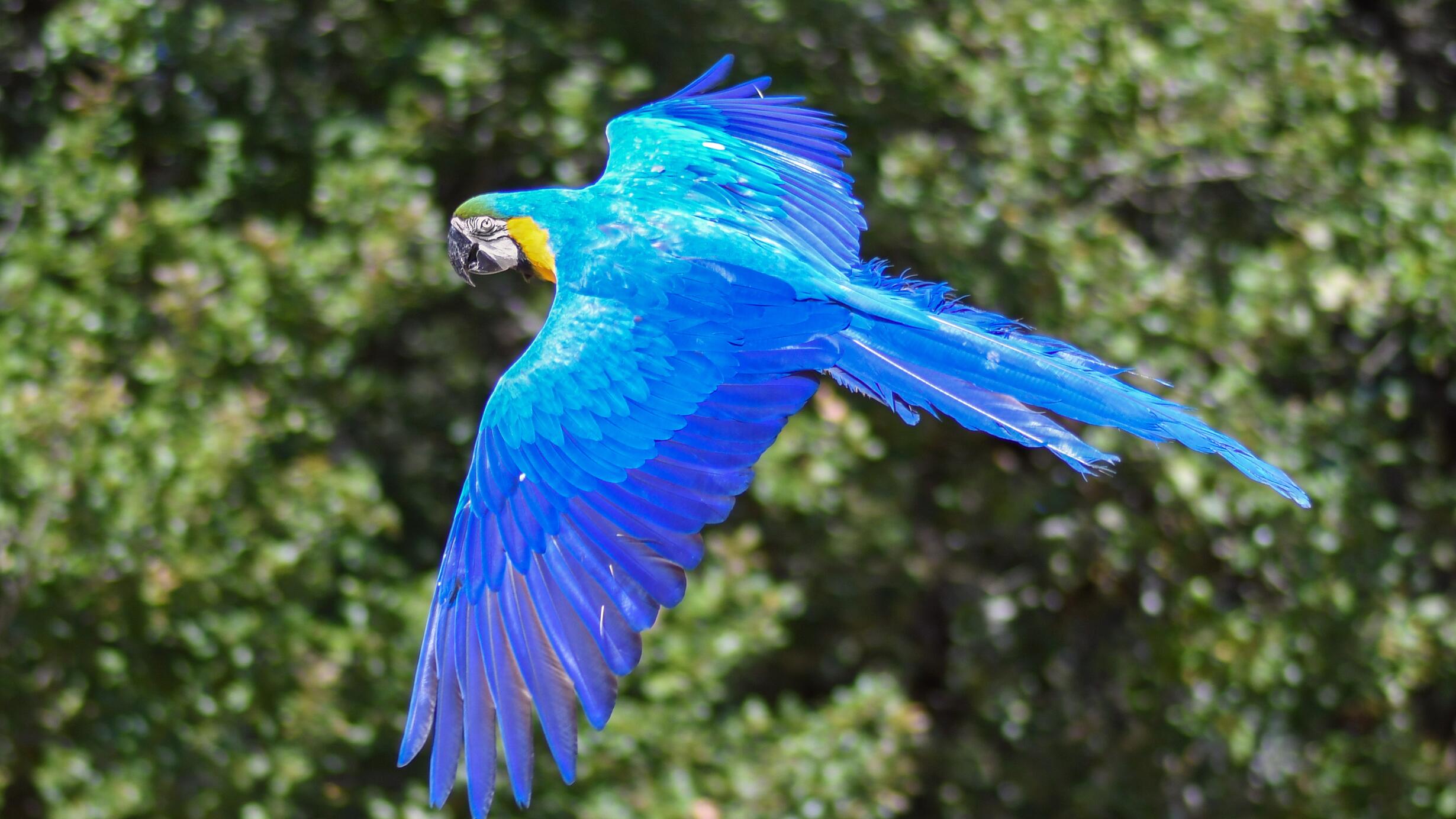 Macaw flying