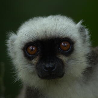 Lemur in Madagascar