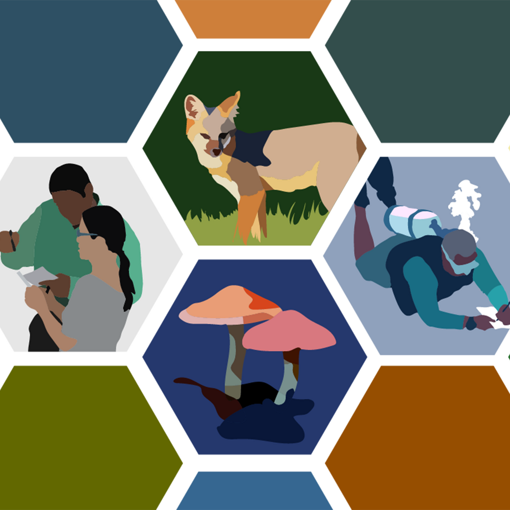A collage of hexagon-shaped graphics, some filled with solid color and others filled with image of science and nature.