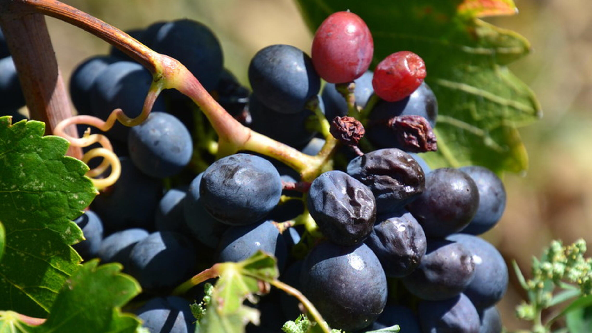 Deep purple and red grapes surrounded by green leaves with the sun reflecting off the grape skin