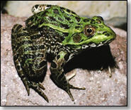 chiricahua-leopard-frog-at-SWRS