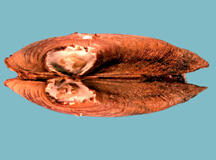A closed reddish-orange mussel shell seen from the back.