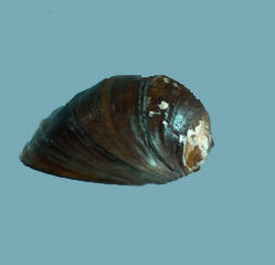 External view of a dark mussel shell.