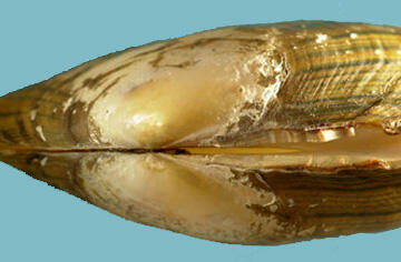 Close-up of the smooth beak area at the back of a closed shell of a Lampsilis radiata eastern lampmussel.