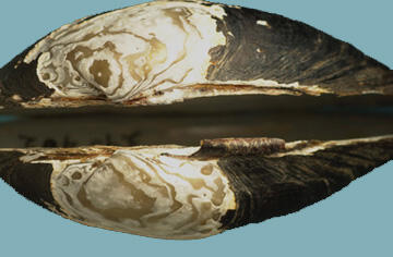A closed black and white mussel shell with a swollen appearance, irregular ring-like markings, and seen from back beak area.