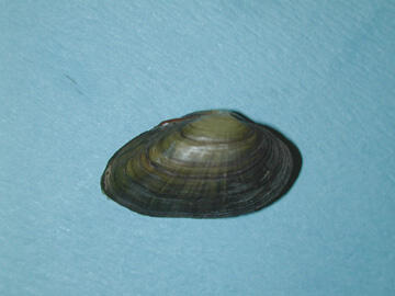 Exterior of the shell of the Alasmidonta heterodon dwarf wedgemussel showing its dark color growth bands.
