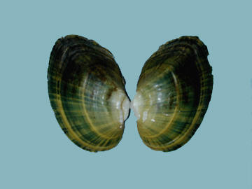 Exterior open shell halves of the Alasmidonta undulata triangle floater showing color rays extending from the hinge area to the ventral edge.
