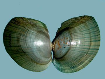 Exterior open shell halves of the Leptodea ochracea tidewater mucket showing color rays extending from the hinge area to the ventral edge.