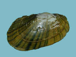 Exterior view of a Lampsilis radiata eastern lampmussel shell showing color rays extending from hinge area to the ventral edge.