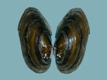 Open exterior halves of the shell of an Anodonta implicata alewife floater exemplifying its subelliptical shape and wide dark growth bands.