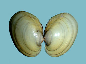 Open shell halves of a Lampsilis cariosa yellow lampmussel showing its subovate shape and pale color with thin dark growth bands.