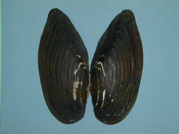 Dorsal view of two open mussel shells.