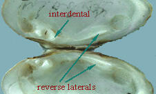 Interior halves of the shell of the Alasmidonta heterodon dwarf wedgemussel, with titled locating of interdental and reverse lateral hinge teeth.
