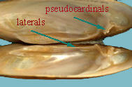 Two interior shell halves of the Elliptio complanata eastern elliptio, with titles locating the pseudocardinals and the lateral hinge teeth.