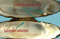 Open interior halves of the shell of the Margaritifera margaritifera eastern pearlshell, with titles indicating pseudocardinal hinge teeth and absent laterals.