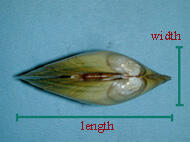 Dorsal view of the closed shell of a Lampsilis cariosa yellow lampmussel with titling indicating areas of width and length.