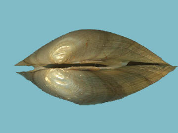 Profile or edge view of the closed shell of the Leptodea ochracea tidewater mucket.