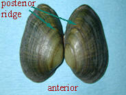 Exterior of the shell halves of the Alasmidonta heterodon dwarf wedgemussel, with title locating the posterior ridge.