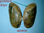 Exterior view of halves of the shell of the Alasmidonta varicosa brook floater with title locating posterior slope at the edge of the shell.