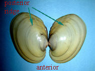 Exterior view of the open halves of the shell of a Lampsilis cariosa yellow lampmussel with title locating of the posterior ridge.