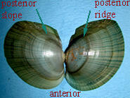 Exterior open shell halves of the Leptodea ochracea tidewater mucket with title locating posterior ridge and posterior slope.