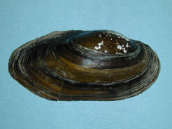 An exterior view of the shell of an Anodonta implicata alewife floater exemplifying its subelliptical shape.