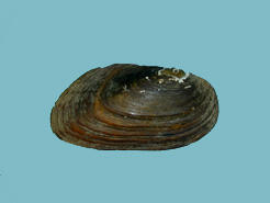 An exterior view of the shell of an Elliptio complanata eastern elliptio mussel exemplifying its subtrapezoidal shape.
