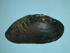 An exterior view of the shell of a Margaritifera margaritafera eastern pearlshell exemplifying its subelliptical shape.