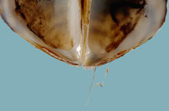 Close-up of beak area of a Driessena polymorpha mussel shell with two byssal threads, about the diameter of human hair, now desiccated, extending from the edge of the shell.