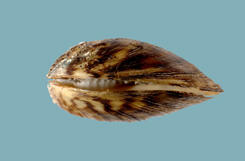 Dorsal view of a bivalve mollusk shell with brown markings.