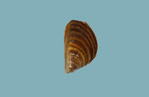 Exterior view of a D-shaped bivalve mollusk shell with brown markings and a pointed beak.
