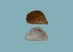 Two halves of a bivalve mollusk shell, one showing the exterior, the other the interior.
