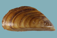 Exterior view of a bivalve mollusk shell with brown markings and a pointed beak.