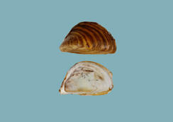 Two halves of a bivalve shell, one showing the brown exterior, the other the white interior.