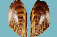 Exterior view of two halves of a D-shaped bivalve mollusk shell with brown markings and a pointed beak.