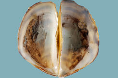 Open halves of a Driessena polymorpha mussel shell attached at the hinge along flat side of it D-shaped shell, showing mottled nacre and a pointed beak.
