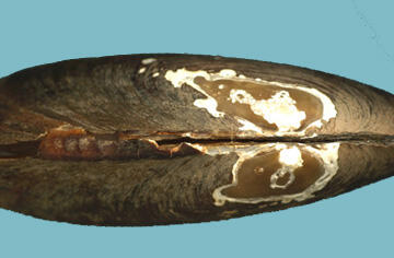 A close-up of the side view of a closed mussel shell.