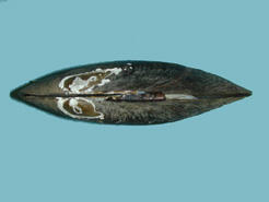 Dorsal view of a brown bivalve mollusk shell with white concentric white markings near the beak area.