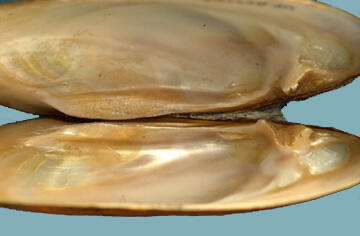 A freshwater mussel with strongly developed lateral and pseudocardinal teeth.