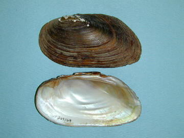 Two halves of a bivalve mollusk shell, one showing the brown exterior, the other, the pearly interior.