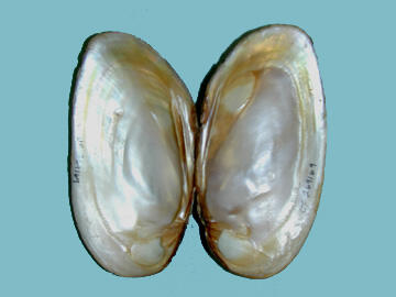 Interior open halves of a bivalve mollusk shell showing its pearly pink nacre.