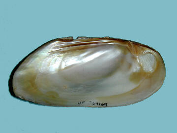 An oblong shell with a pearly white surface.