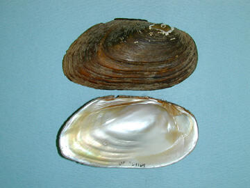 Two halves of a bivalve mollusk shell, one showing the brown exterior, the other, the pearly interior.