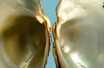 Close-up of the interior hinge area of a bivalve mollusk shell shows distinct lateral teeth.
