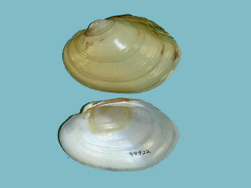 Two halves of a bivalve mollusk shell, one showing the pale exterior, the other, the pearly interior.