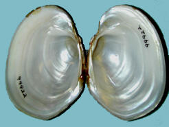 Interior view of the two open halves of a bivalve mollusk shell showing its pearly white nacre.